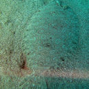 Image of Flowery Flounder