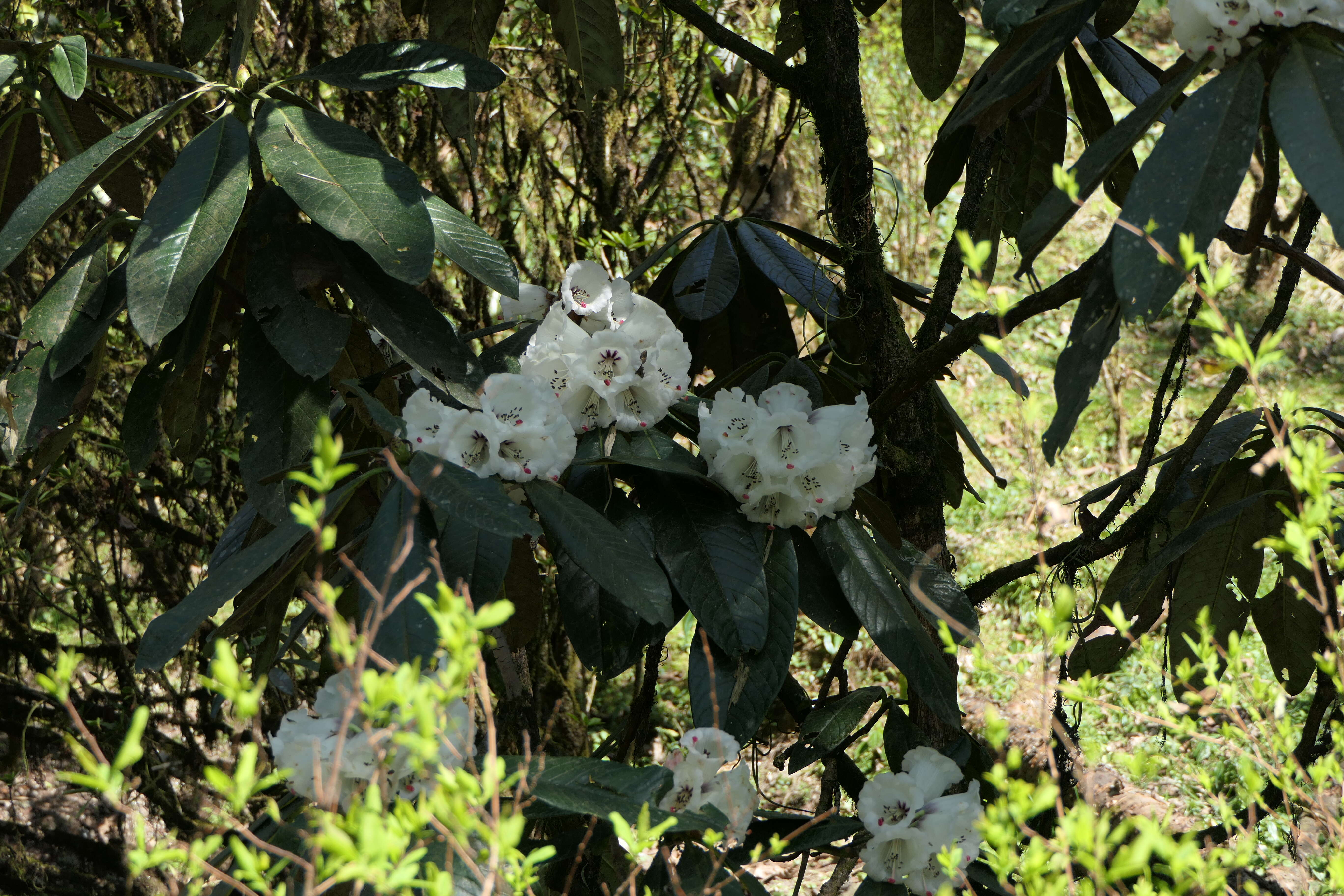 Image of Rhododendron grande Wight