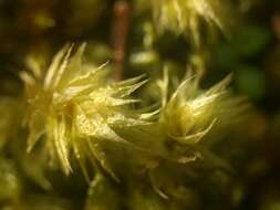 Image of Electrified Cat's Tail Moss