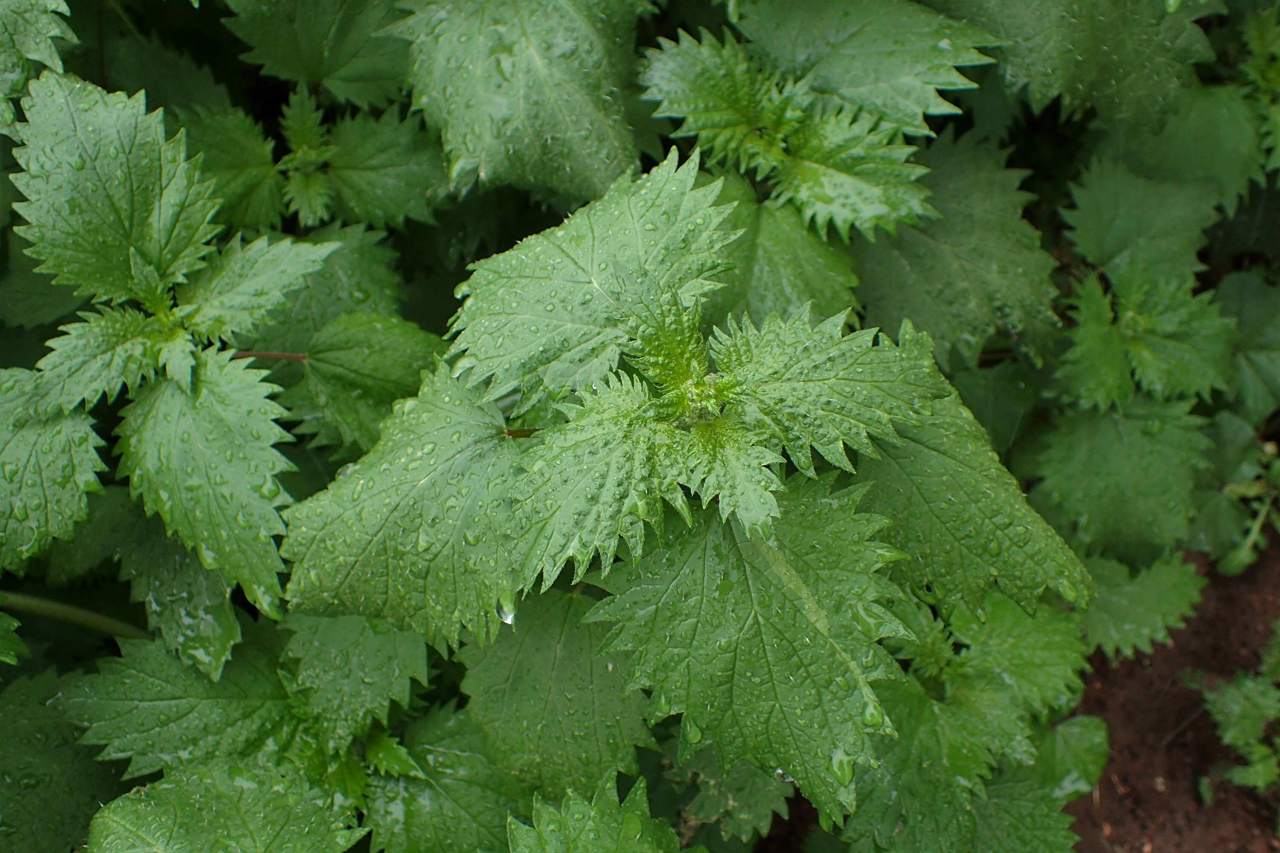 Image de Urtica membranacea Poir.