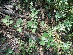 Image of Grey Goosefoot