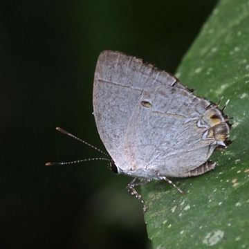 Image of <i>Iaspis andersoni</i>