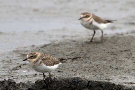 Charadrius bicinctus Jardine & Selby 1827 resmi