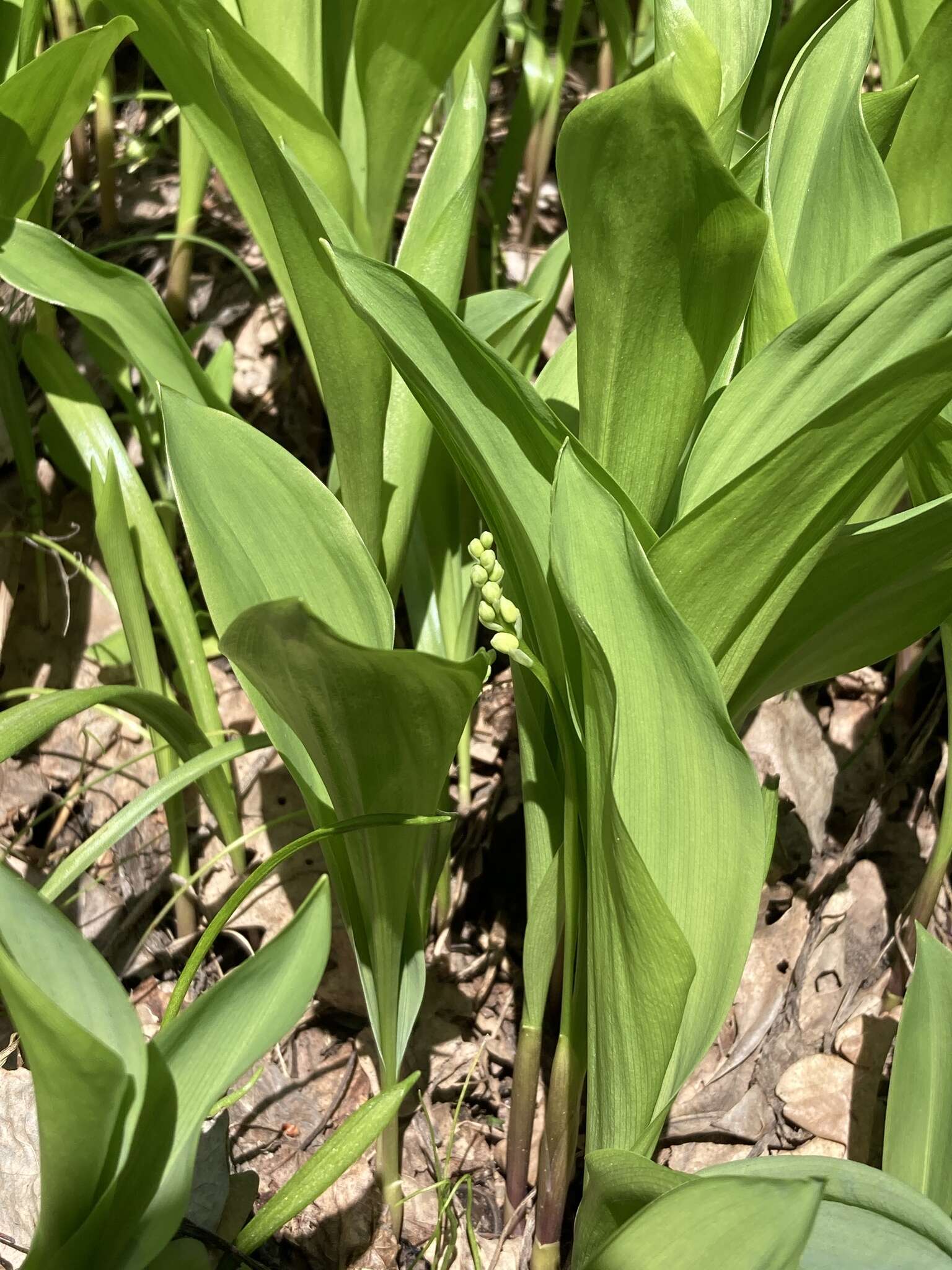 Image of convallaria