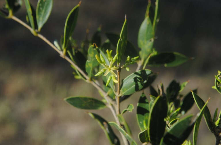 صورة Aspidosperma quebracho-blanco Schltdl.