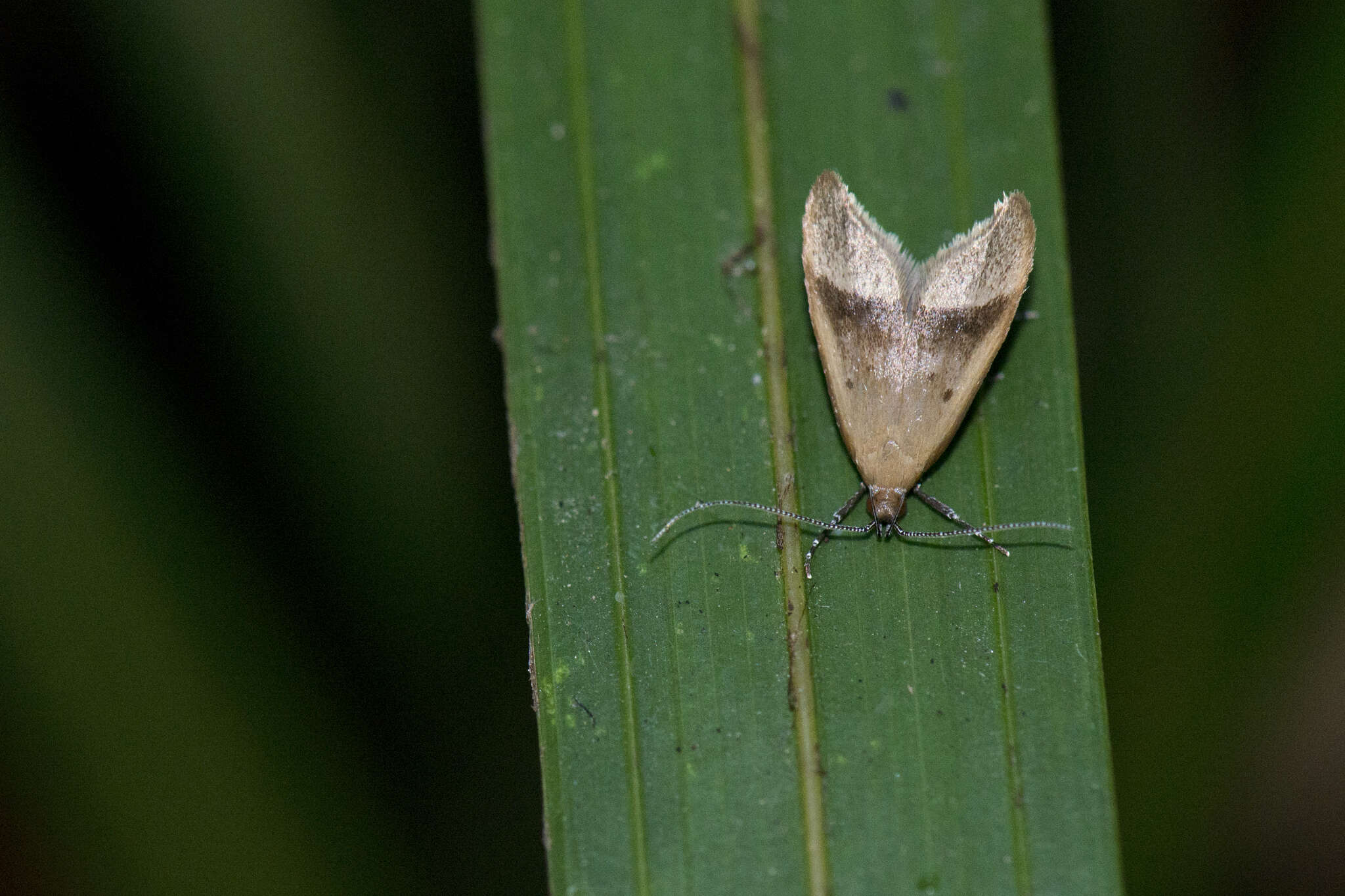 Image of Gymnobathra hyetodes Meyrick 1884