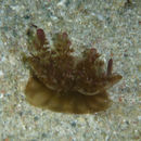 Image of Upside-down jellyfish