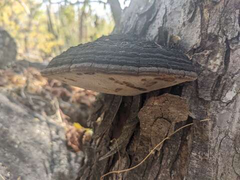 Image of Phellinus robiniae (Murrill) A. Ames 1913