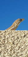 Image of Anguilla Bank Anole