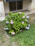 Image of Hydrangea serrata (Thunb.) Ser.