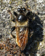 Image of Laphria flava (Linnaeus 1761)