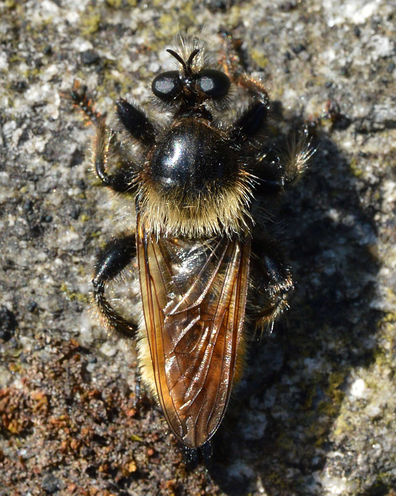 Image of Laphria flava (Linnaeus 1761)