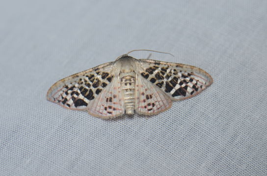 Image of <i>Rhodoneura pudicula</i> Guenée 1858