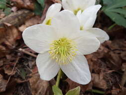 Image of black hellebore