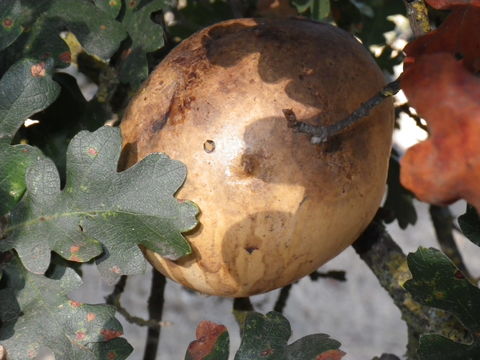 Image of California Gall Wasp