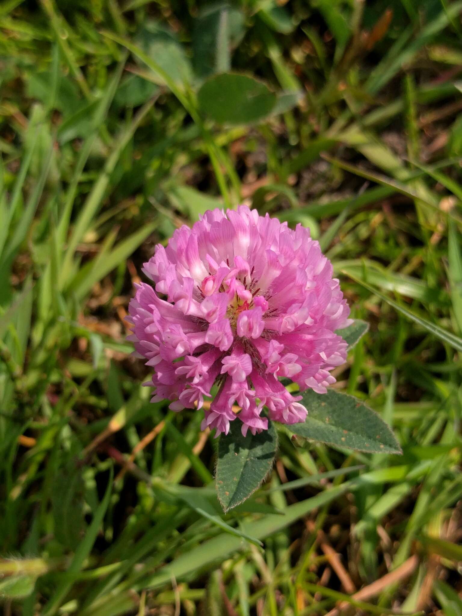 Image of Red Clover