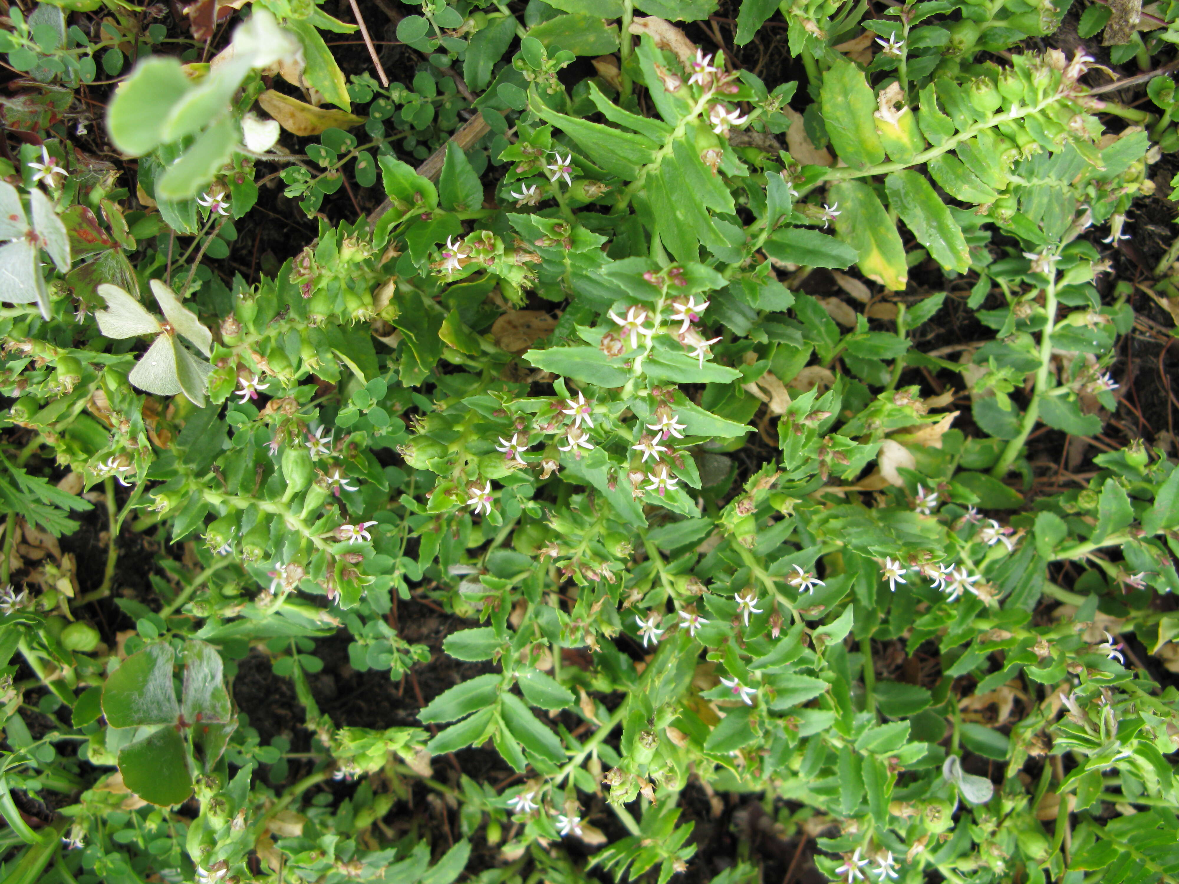 Image of Lobelia concolor R. Br.