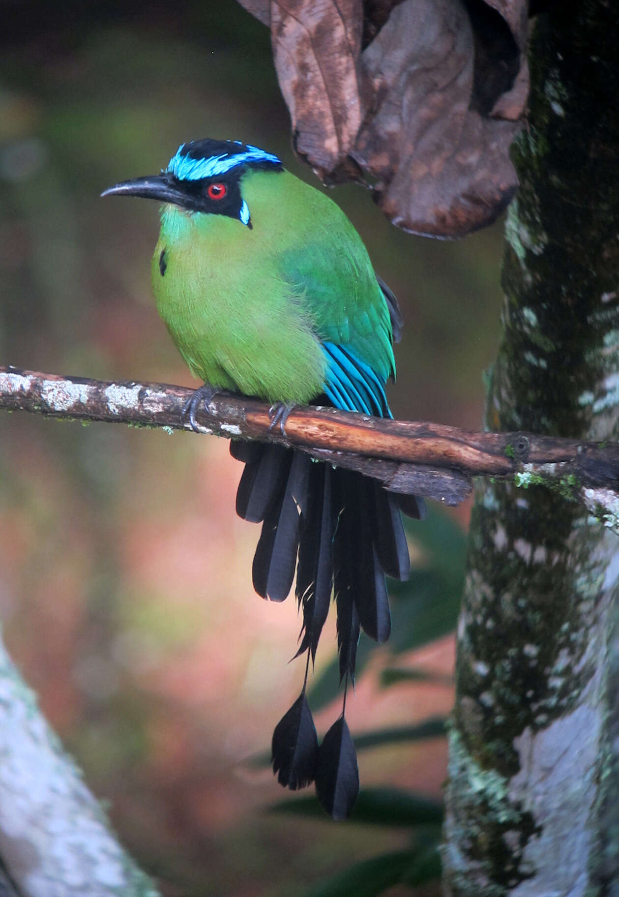 Momotus aequatorialis Gould 1858 resmi