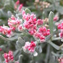 Image of Helichrysum monogynum B. L. Burtt & Sunding