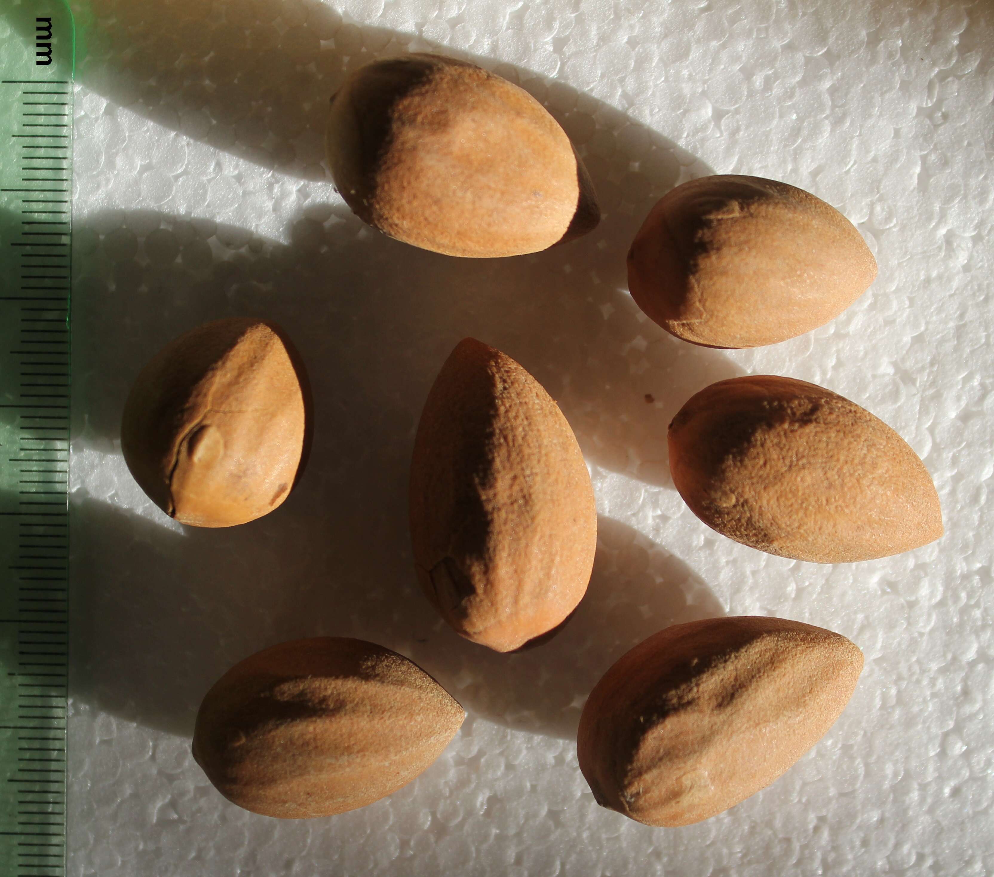 Image of Chinese Nutmeg Tree