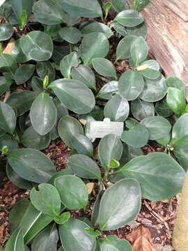 Image of spoonleaf peperomia