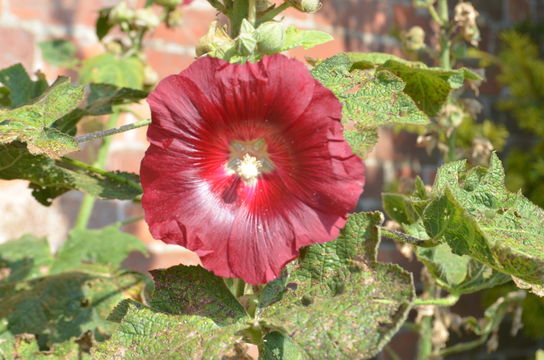 Image of <i>Alcea rosea</i>
