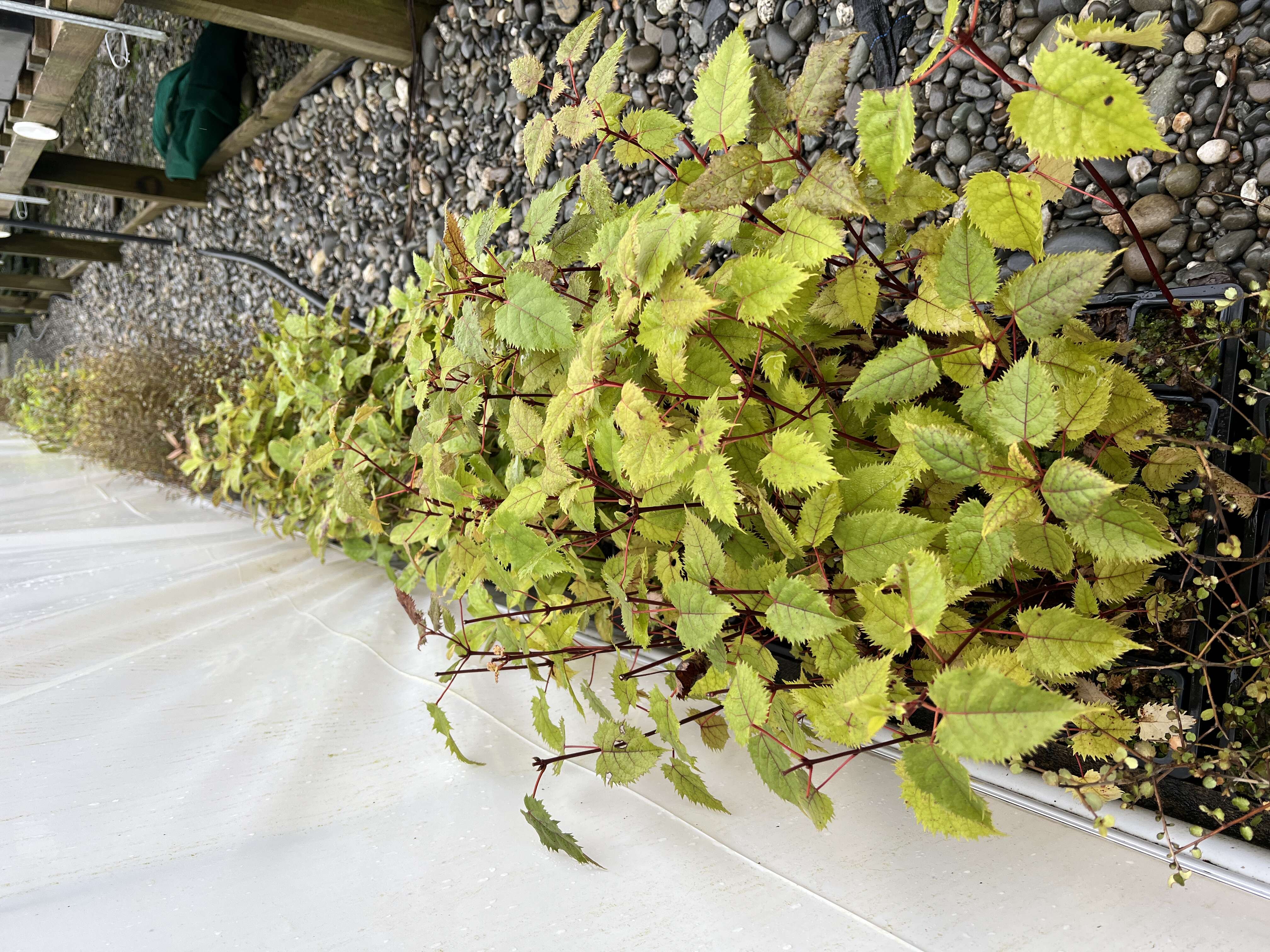 Image of wineberry