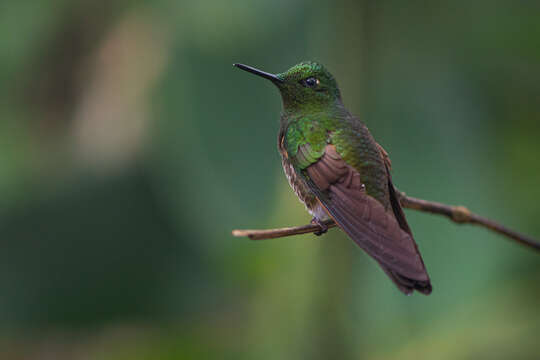 Image of Buff-tailed Coronet