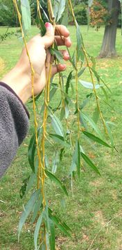 Image of <i>Salix alba vitellina</i>
