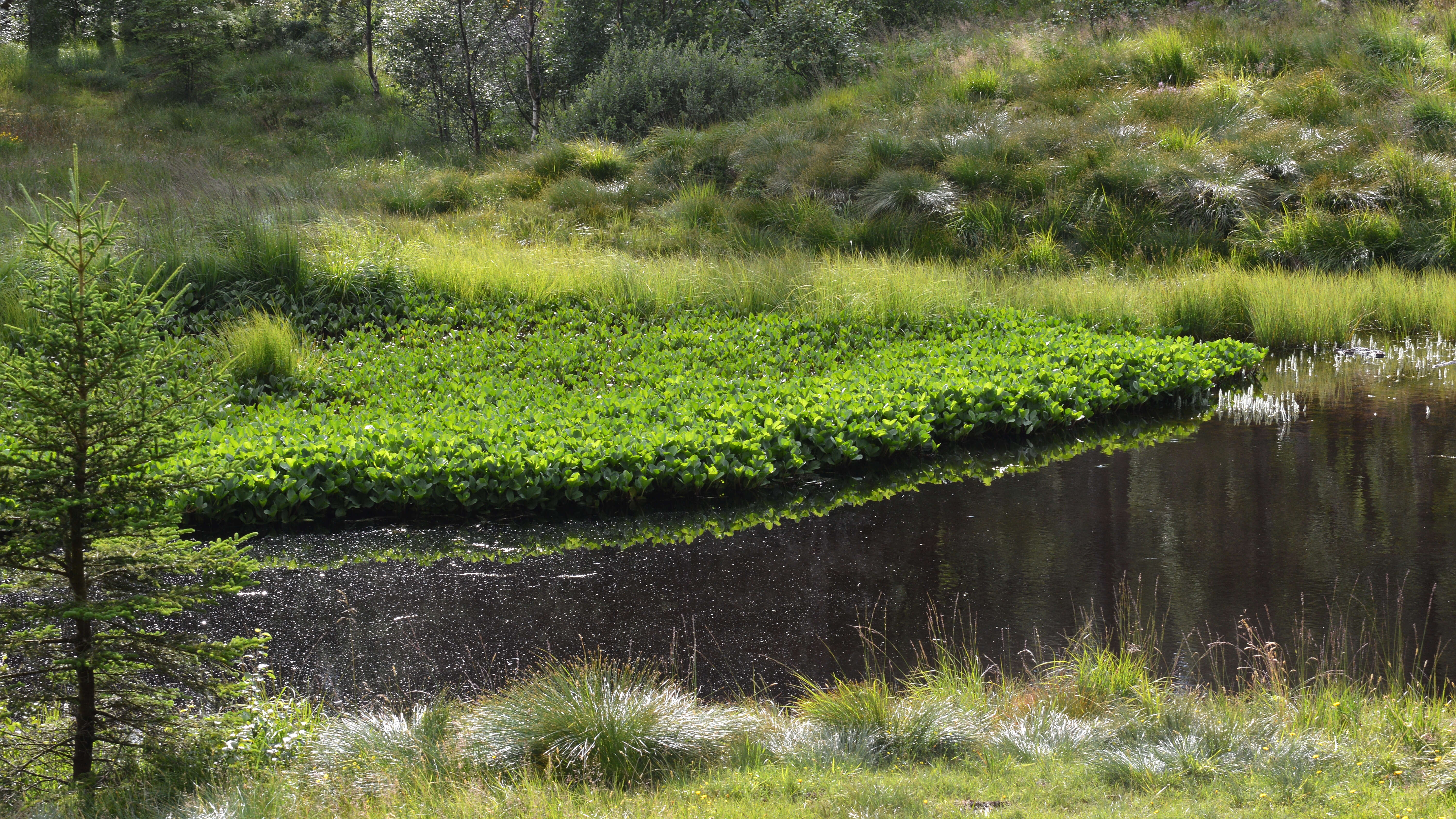 Image of bogbean