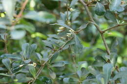 Image of Elaeagnus triflora Roxb.