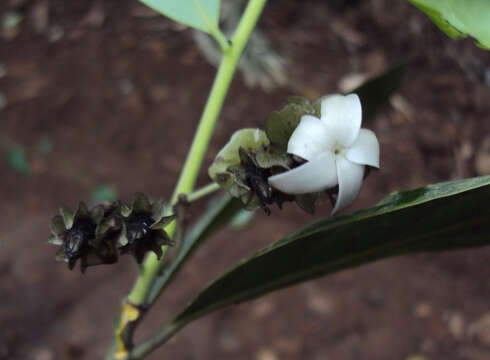 Sivun Diospyros paniculata Dalzell kuva