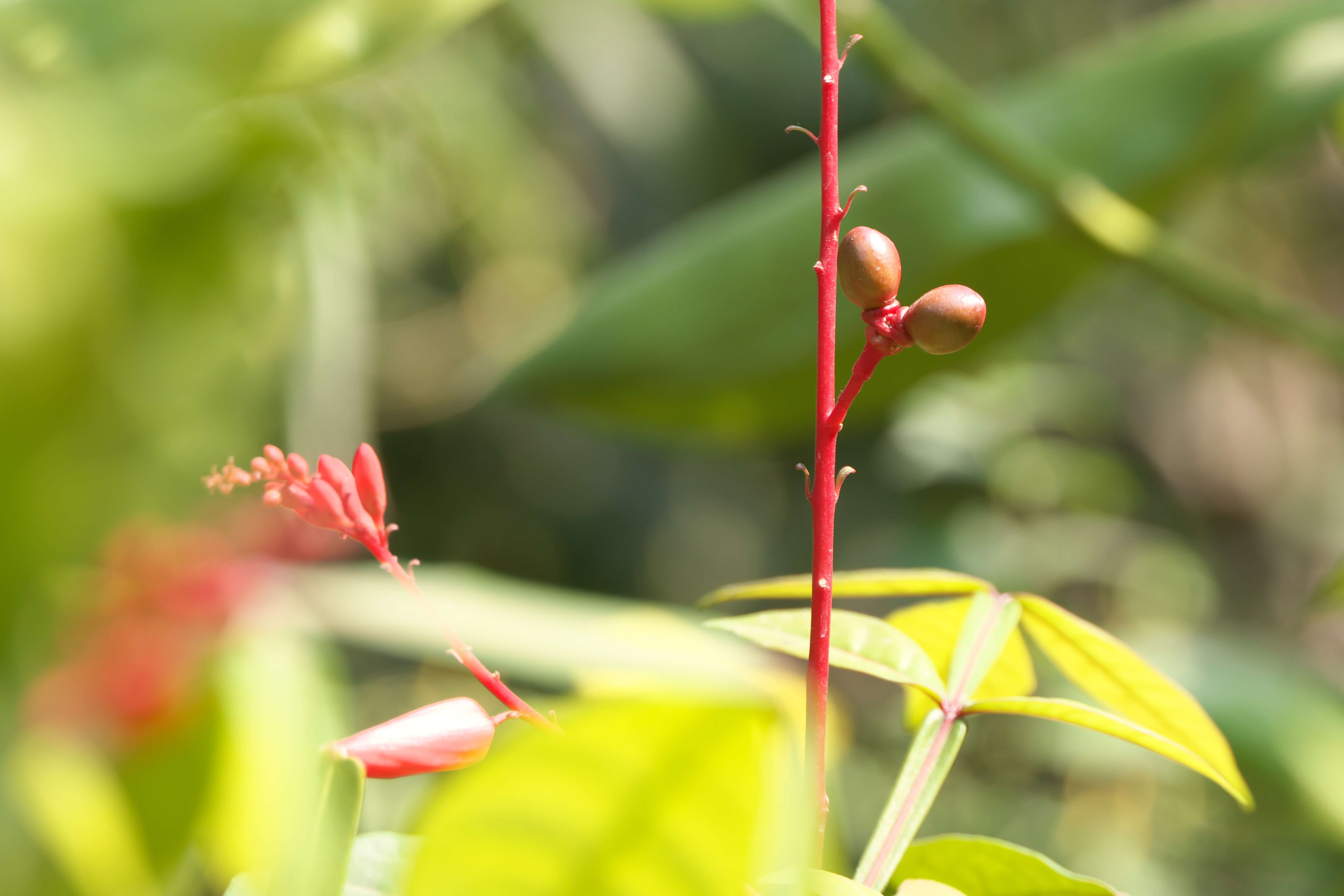 Image of quassia wood