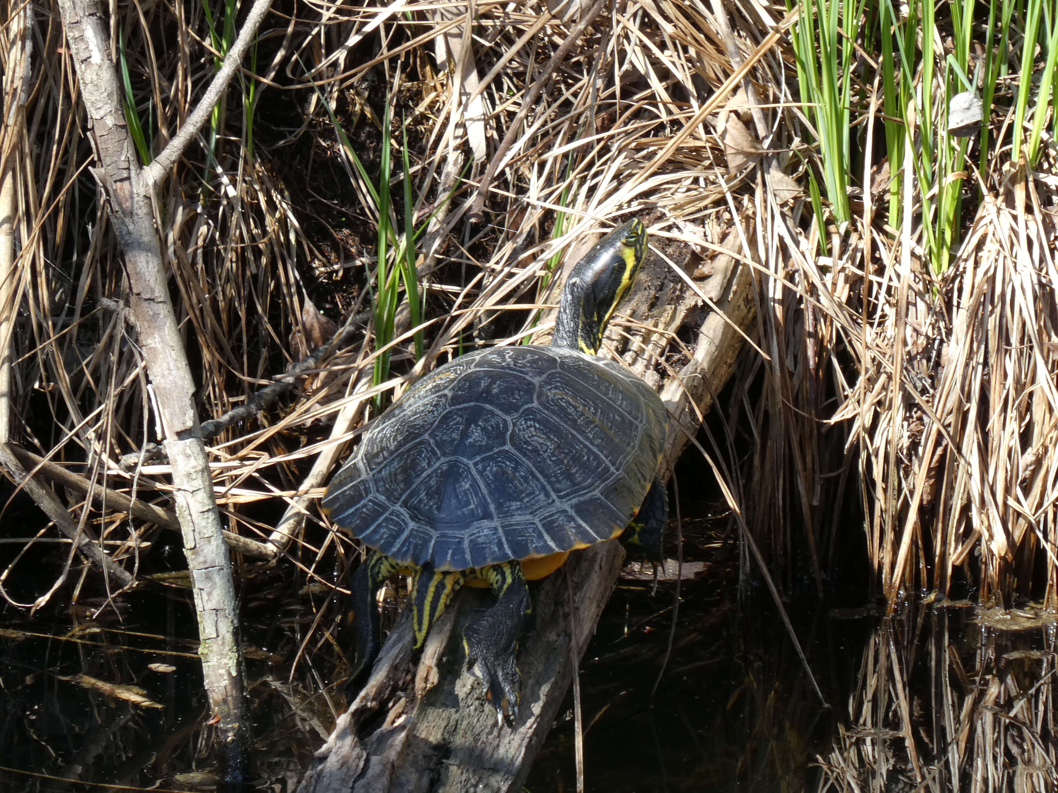 Image of slider turtle, red-eared terrapin, red-eared slider