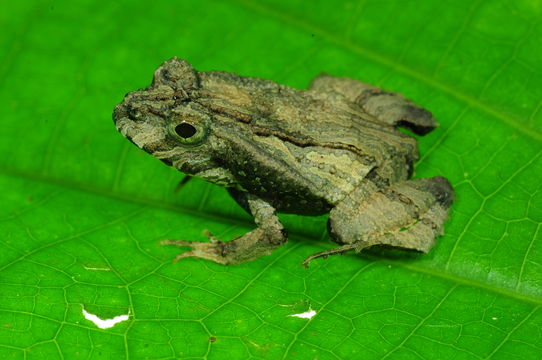 Image of Perez’s Snouted Frog