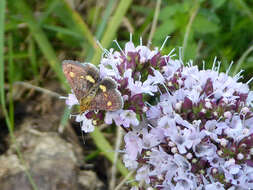 Image of Mint moth