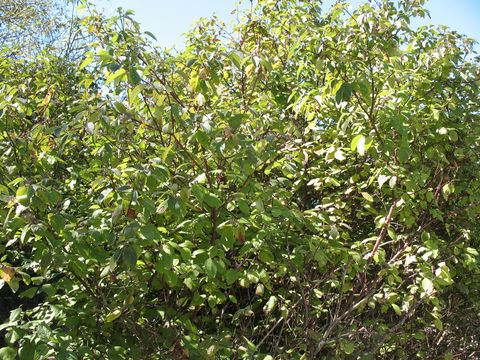 Image of <i>Cornus <i>sericea</i></i> sericea
