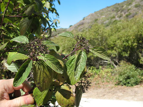 Image of <i>Cornus <i>sericea</i></i> sericea