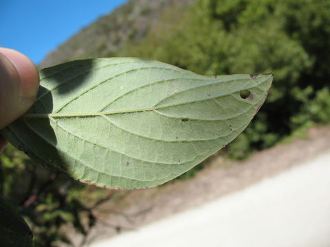 Image of <i>Cornus <i>sericea</i></i> sericea