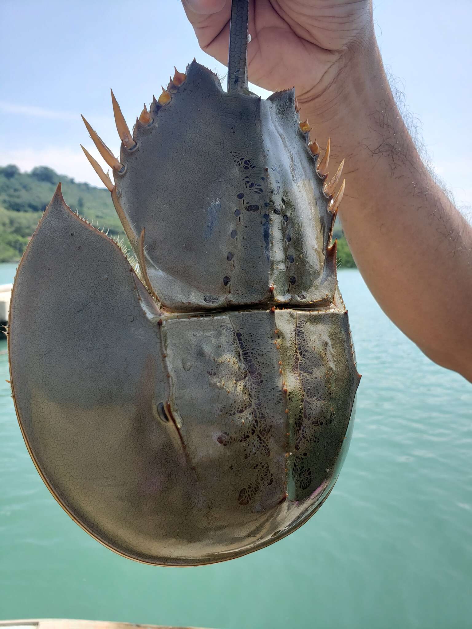 Image of Horseshoe Crab