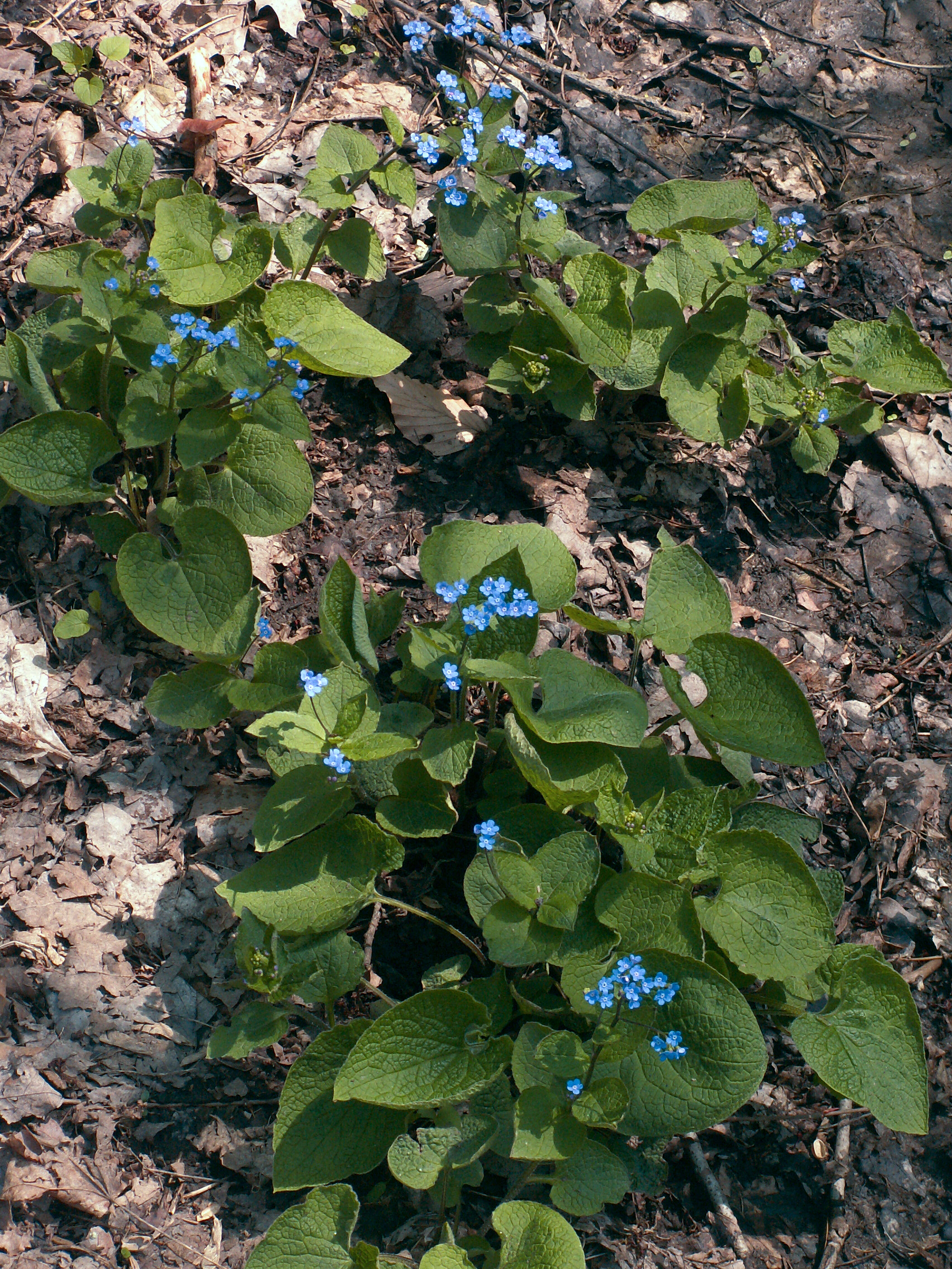 Image of False Forget-Me-Not