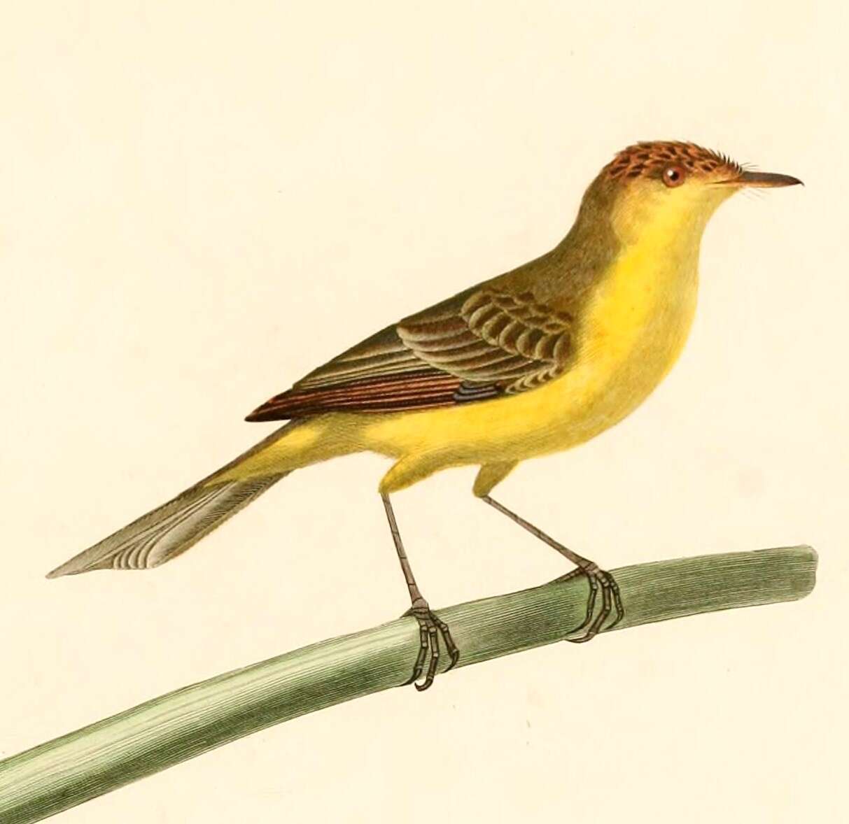 Image of Warbling Doradito