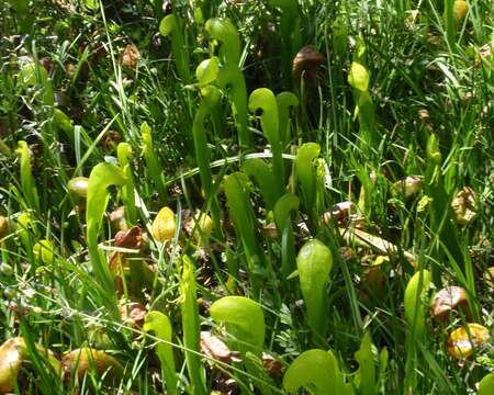 Image of California pitcherplant