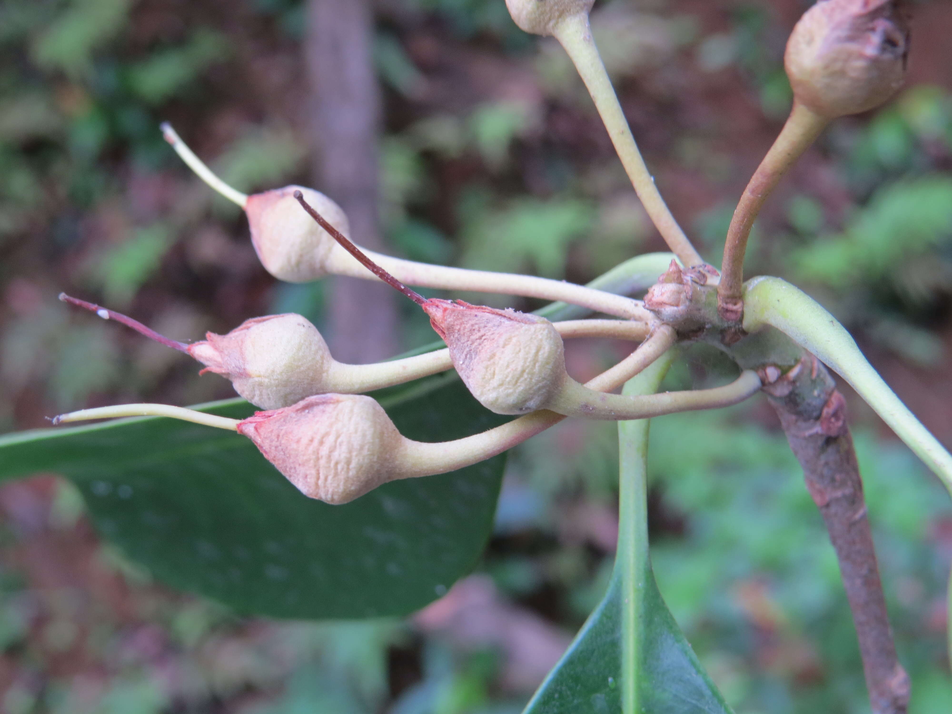 Palaquium ellipticum (Dalzell) Baill. resmi