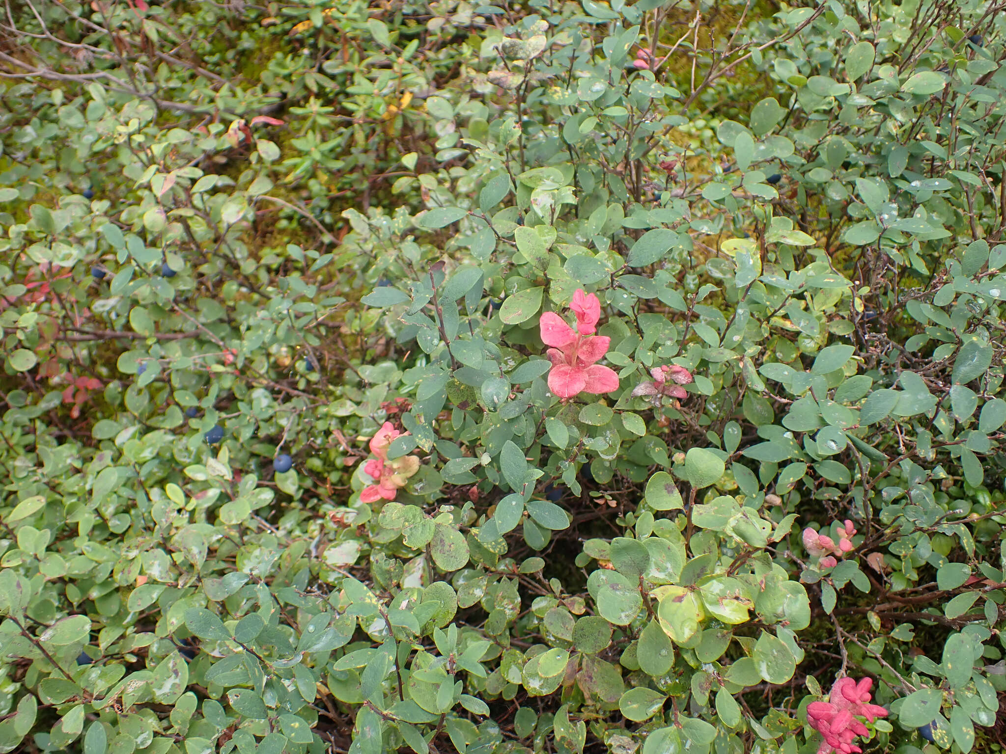 Image of alpine bilberry