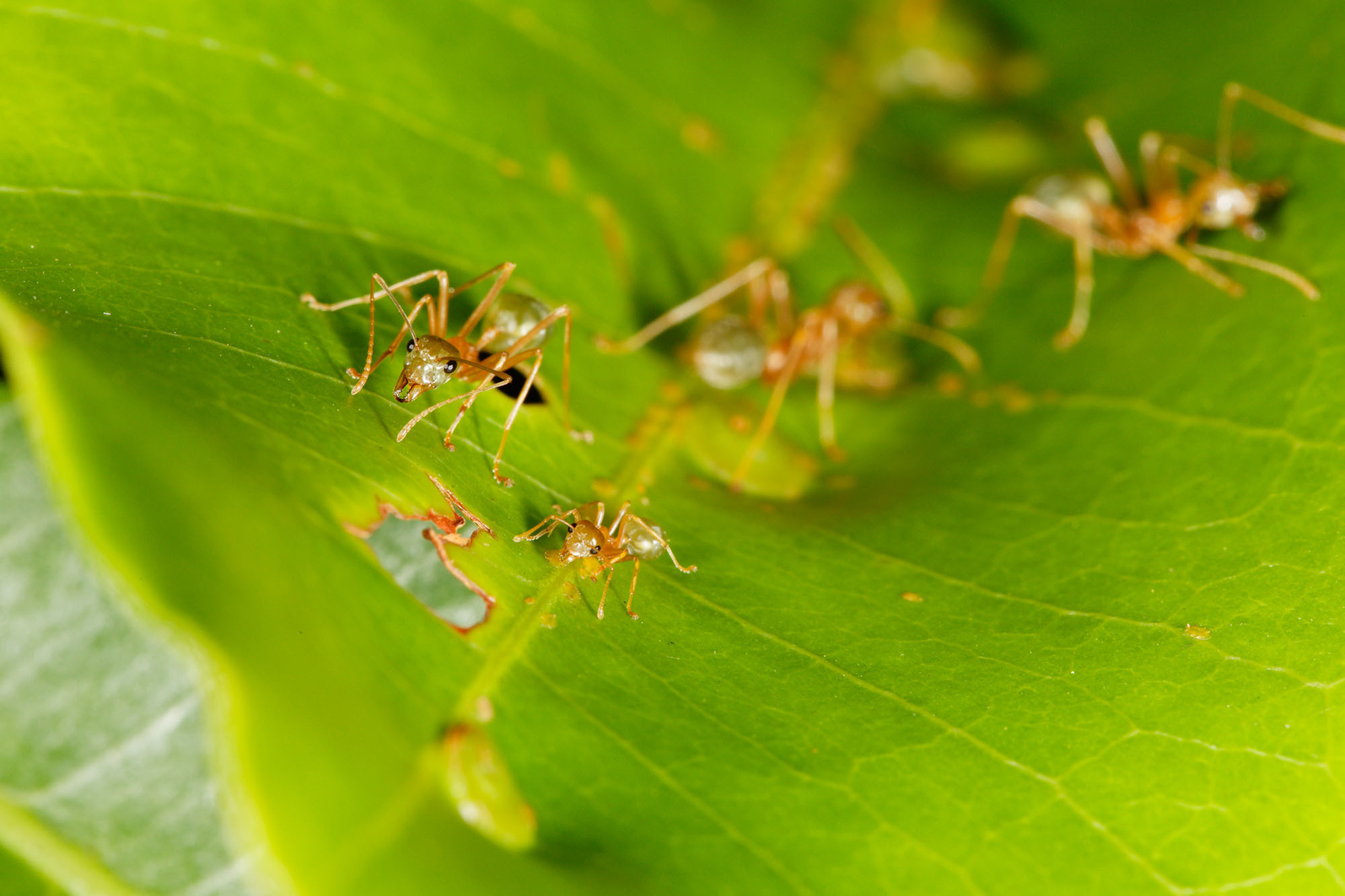 ants media - Encyclopedia of Life