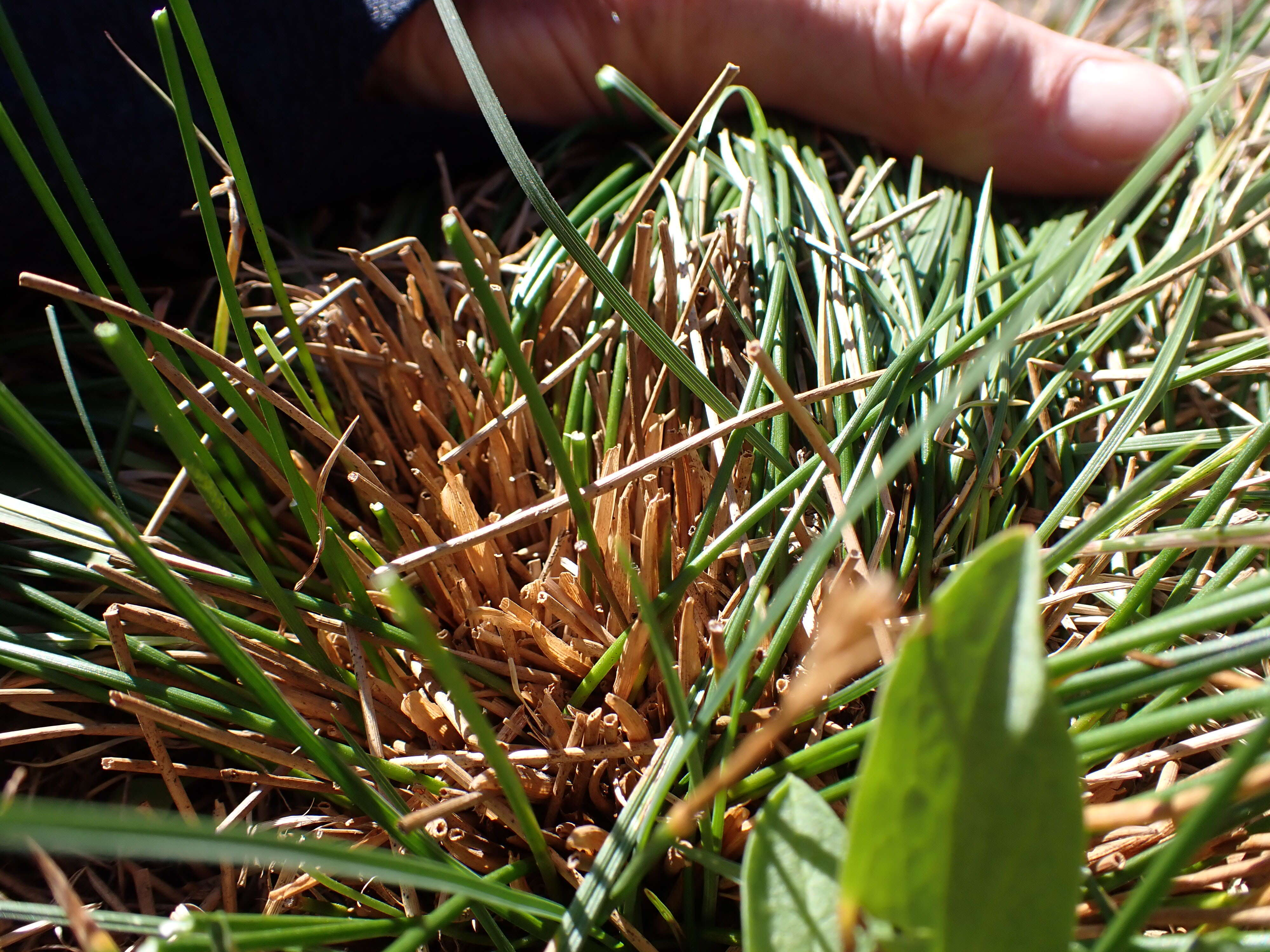 Слика од Juncus drummondii E. Mey.