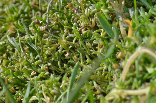 Image of <i>Crassula peduncularis</i>