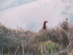 Image of Red Grouse