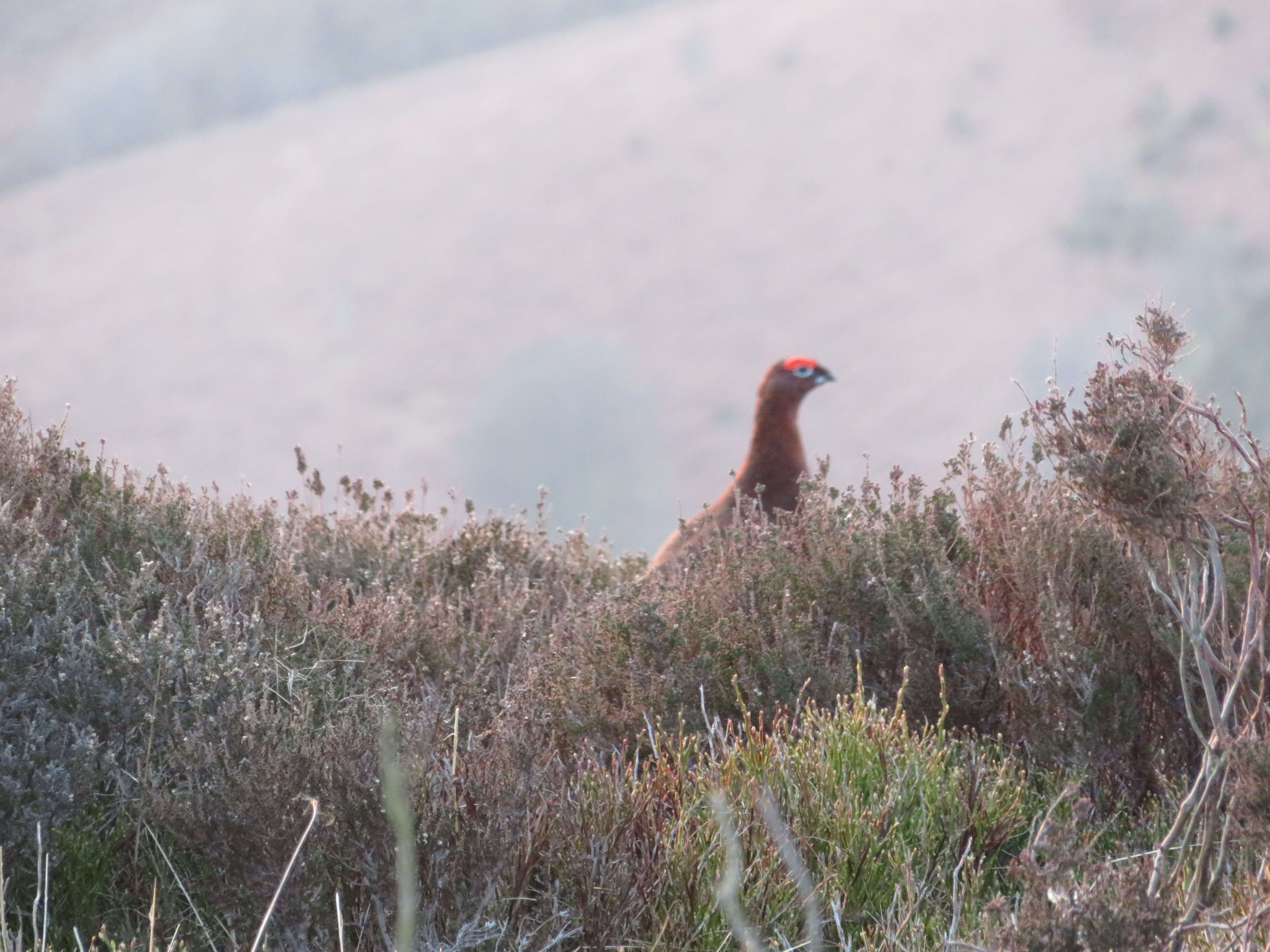 Image of Red Grouse